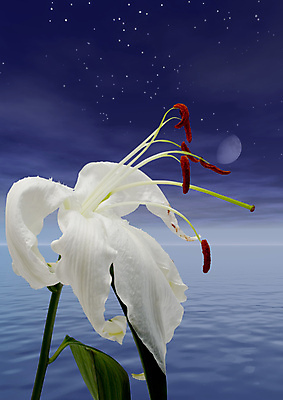 포토 JPG 해외이미지 꽃 바다 사람없음 슬픔 벚꽃 흰색 죽음 달빛 순수 결백 썩음 해외포토 식물 감정 컬러 컨셉 달 파일형식 이미지허브