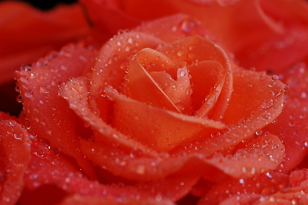 포토 JPG 해외이미지 꽃 오렌지 사람없음 장미 닫기 떨어짐 해외포토 식물 컨셉 과일 모션 파일형식 이미지허브