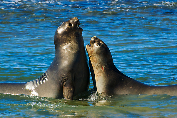 포토 JPG 해외이미지 동물 야생동물 바다 2 포유류 자연 코끼리 사람없음 가로 미국 황무지 큼 물개 싸움 남쪽 아르헨티나 해외포토 북아메리카 모션 바다동물 남아메리카 크기 방향 생태계 파일형식 이미지허브