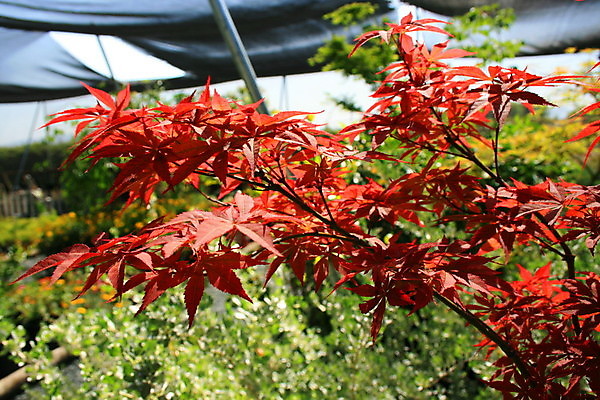 포토 JPG 해외이미지 나무 식물 계절 꽃 백그라운드 단풍 잎 자연 동양인 사람없음 빨간색 초록색 햇빛 태양 정원 일본 맑음 봄 벚꽃 나뭇가지 시간 개화 큼 묘사 진홍색 내추럴 해외포토 자연요소 아시아 컬러 날씨 인종 크기 생태계 파일형식 이미지허브