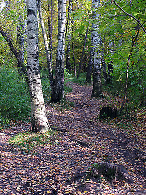포토 JPG 해외이미지 나무 식물 계절 공원 여행 백그라운드 잎 꽃무늬 오렌지 자연 벽지 그림자 풍경 초원 사람없음 야외 목재 장식 초록색 여름 컬러풀 뷰티 농장 노란색 환경 보라색 가을 나뭇가지 시골 황금 숲 작음 오솔길 담배꽁초 자작나무 내추럴 강렬 해외포토 공공시설 꽃 길 컬러 무늬 농업 과일 재료 담배 크기 생태계 파일형식 이미지허브