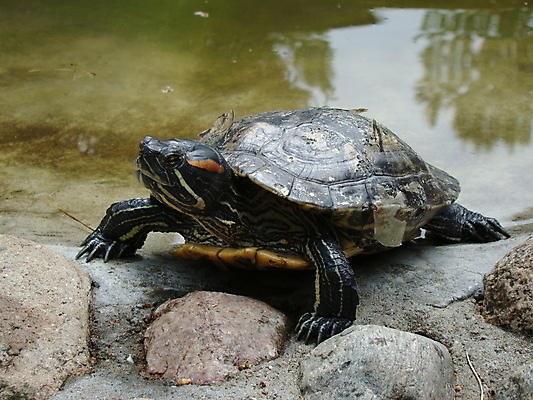 포토 JPG 해외이미지 동물 사람없음 물 거북이 해외포토 자연요소 파충류 파일형식 이미지허브