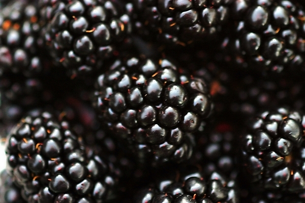 포토 JPG 해외이미지 열매 음식 다이어트 과일 자연 디저트 건강 사람없음 검은색 어둠 신선 그룹 닫기 달콤 맛 오브젝트 유기농 블랙베리 내추럴 숙성 채식주의자 맛있는 해외포토 식물 웰빙 컬러 컨셉 모션 생태계 채식 파일형식 이미지허브