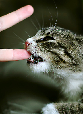 포토 JPG 해외이미지 동물 응시 얼굴 포즈 밭 손가락 자연 휴식 주택 건강 사람 사람없음 야외 반려동물 귀여움 고양이 달콤 작음 먹기 호기심 얼룩무늬 수의사 해외포토 손 시선 감정 컨셉 무늬 농업 포유류 모션 건물 신체부위 의사 맛 크기 생태계 파일형식 이미지허브