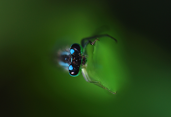 포토 JPG 해외이미지 음료 줄기 잔디 사람없음 세계 새벽 잠자리 땅바닥 해외포토 자연요소 식물 곤충 바닥 파일형식 이미지허브