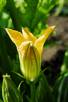 포토 JPG 해외이미지 식물 꽃 음식 줄기 다이어트 채소 과일 자연 건강 사람없음 초록색 농장 노란색 주방 정원 수확 벚꽃 신선 닫기 맛 먹기 가득함 영양 주키니 주키니호박 해외포토 컬러 컨셉 농업 모션 생태계 파일형식 이미지허브