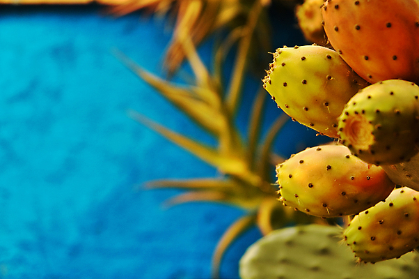 포토 JPG 해외이미지 벽 과일 선인장 사람없음 여름 파란색 이국적 해외포토 식물 계절 컬러 파일형식 이미지허브