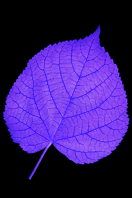 포토 JPG 해외이미지 모양 나무 식물 잎 자연 사람없음 검은색 하트 닫기 묘사 질감 라임 정맥 내추럴 해외포토 컬러 과일 모션 생태계 혈관 파일형식 이미지허브