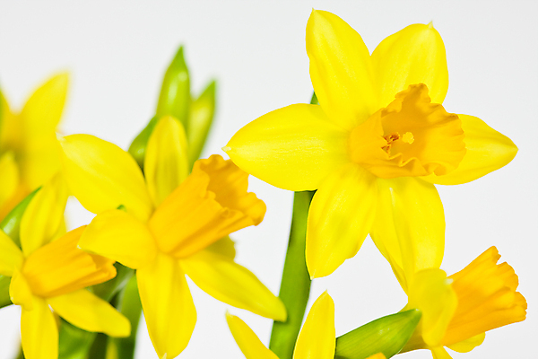 포토 JPG 해외이미지 꽃 실내 사람없음 노란색 수선화 해외포토 식물 컬러 내부 파일형식 이미지허브