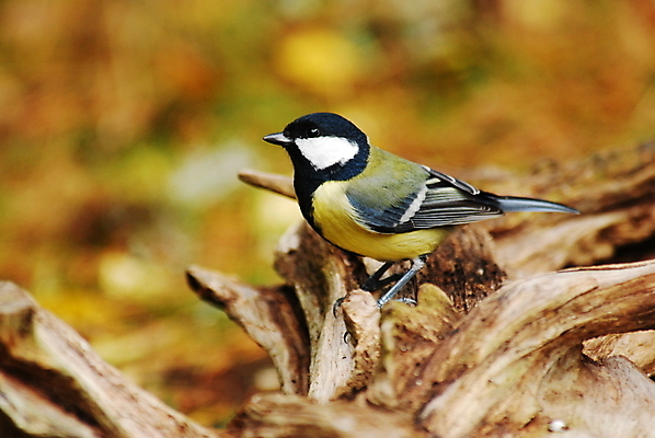 포토 JPG 해외이미지 나무 동물 자연 조류 사람없음 갈색 노란색 검은색 회색 해외포토 식물 컬러 생태계 파일형식 이미지허브