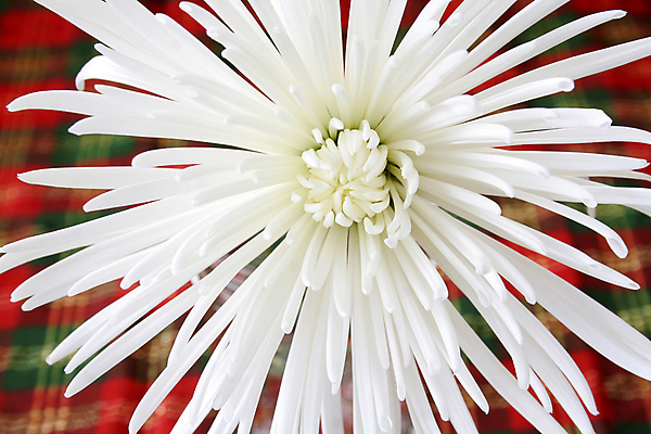 포토 JPG 해외이미지 스튜디오촬영 식물 꽃잎 꽃 백그라운드 크리스마스 꽃무늬 자연 국화 사람없음 뷰티 침묵 벚꽃 흰색 신선 개화 센터 우아함 싱글 향기 해외포토 기념일 컬러 컨셉 무늬 실내 소리 생태계 냄새 파일형식 이미지허브