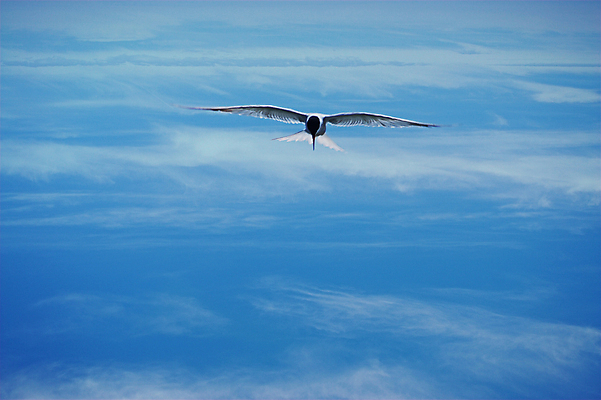 포토 JPG 해외이미지 갈매기 조류 사람없음 파란색 자유 비행 무료 해외포토 동물 컬러 컨셉 파일형식 이미지허브