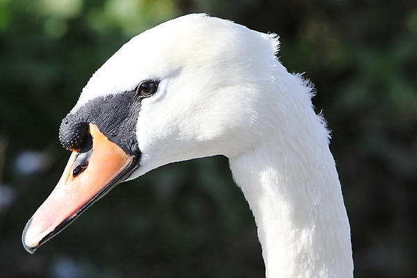 포토 JPG 해외이미지 동물 조류 사람없음 물 강 흰색 부리 백조 물새 해외포토 자연요소 컬러 파일형식 이미지허브