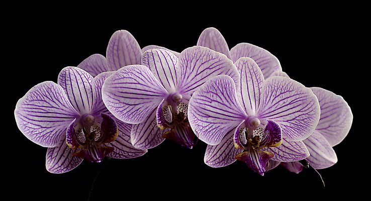 포토 JPG 해외이미지 식물 꽃 사람없음 정원 보라색 난초 해외포토 컬러 파일형식 이미지허브