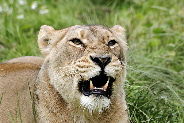 포토 JPG 해외이미지 동물 사람없음 고양이 사자 암사자 해외포토 포유류 반려동물 암컷 파일형식 이미지허브