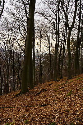 포토 JPG 해외이미지 나무 계절 잎 겨울 자연 산 풍경 사람없음 야외 세로 갈색 검은색 회색 가을 숲 해외포토 식물 컬러 생태계 파일형식 이미지허브