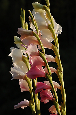 포토 JPG 해외이미지 꽃 분홍색 사람없음 초록색 검은색 봄 흰색 백합 해외포토 식물 계절 컬러 파일형식 이미지허브