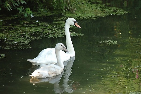 포토 JPG 해외이미지 동물 야생동물 어린이 자연 조류 엄마 사람없음 수영 연못 백조 동물상 벙어리 해외포토 가족 사람 조형물 수상스포츠 생태계 파일형식 이미지허브
