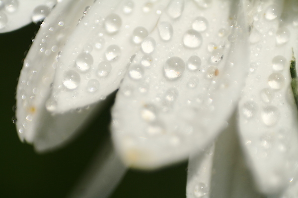 포토 JPG 해외이미지 식물 디자인 계절 꽃잎 꽃 백그라운드 꽃무늬 자연 사람없음 장식 물 여름 뷰티 정원 젖음 벚꽃 흰색 물방울 신선 개화 떨어짐 이슬 꽃집 묘사 데이지 내추럴 해외포토 자연요소 컬러 컨셉 무늬 상점 생태계 파일형식 이미지허브