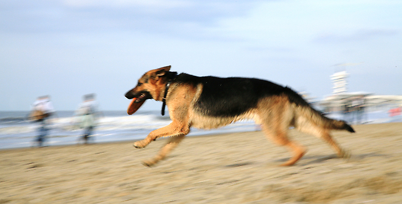 포토 JPG 해외이미지 동물 행복 모래 바다 포즈 이동 모션 발 자연 놀이 사람없음 물 반려동물 달리기 운동 점프 힘 기쁨 표현 양치기 개 큼 속도 흥분 전력질주 힘찬 해외포토 자연요소 직업 감정 컨셉 포유류 건강 신체부위 크기 생태계 파일형식 이미지허브