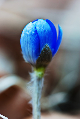 포토 JPG 해외이미지 식물 꽃 잎 자연 사람없음 파란색 보라색 봄 벚꽃 내추럴 노루귀 아네모네 해외포토 계절 컬러 생태계 파일형식 이미지허브