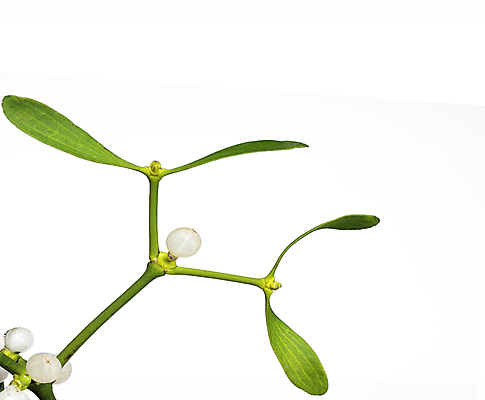 포토 JPG 해외이미지 식물 전통 계절 열매 잎 크리스마스 겨울 데이트 휴가 매달리기 사랑 사람없음 장식 초록색 흰색 나뭇가지 축하 12월 유혹 다발 허브 심볼 고립 해외포토 나무 기념일 감정 컬러 컨셉 모션 날짜 파일형식 이미지허브