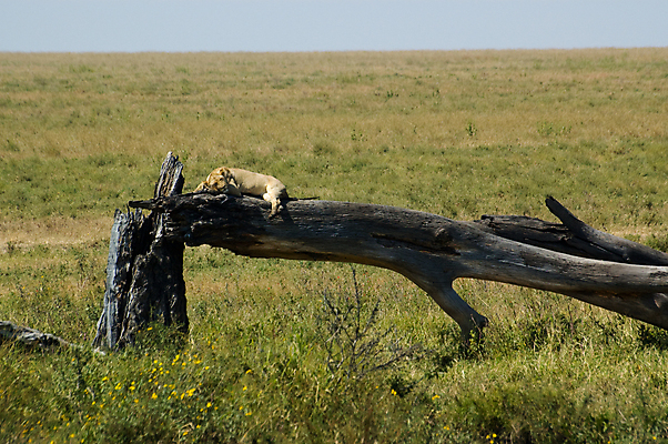포토 JPG 해외이미지 나무 동물 야생동물 포유류 아프리카 휴식 사람없음 목재 초록색 검은색 잠 떨어짐 사자 사파리 깨짐 세렝게티 암사자 탄자니아 해외포토 식물 나라 컬러 컨셉 재료 암컷 파일형식 이미지허브