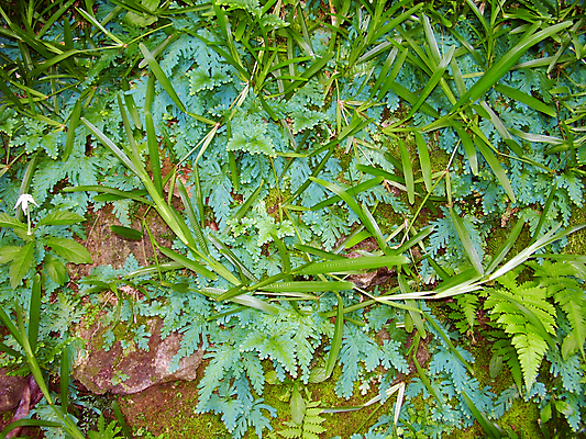 포토 JPG 해외이미지 꽃 섬 백그라운드 잎 패턴 사람없음 초록색 파란색 유기농 질감 해외포토 식물 웰빙 컬러 무늬 파일형식 이미지허브