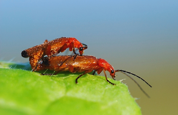 포토 JPG 해외이미지 식물 줄기 곤충 밭 자연 하늘 아침 사랑 잔디 사람없음 빨간색 초록색 세계 뷰티 봄 새벽 리빙 땅바닥 생태학 해외포토 주간 자연요소 동물 계절 교육 감정 컬러 농업 바닥 생태계 파일형식 이미지허브