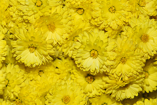 포토 JPG 해외이미지 식물 계절 꽃잎 꽃 꽃다발 백그라운드 잎 꽃무늬 패턴 자연 휴가 국화 발렌타인데이 선물 사랑 사람없음 야외 장식 울타리 뷰티 노란색 벚꽃 화려 개화 닫기 9월 다발 원예 10월 내추럴 강렬 많음 해외포토 감정 컬러 컨셉 무늬 모션 데이이벤트 취미 담장 날짜 생태계 파일형식 이미지허브