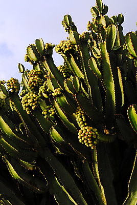 포토 JPG 해외이미지 식물 꽃 여행 꽃무늬 과일 자연 하늘 휴가 선인장 건조 따뜻함 사람없음 야외 초록색 파란색 맑음 사막 성장 벚꽃 자녀 뜨거움 가시 닫기 위험 큼 척추 날카로움 스파이크 찌르기 이국적 해외포토 컬러 컨셉 무늬 모션 날씨 뼈 크기 생태계 파일형식 이미지허브
