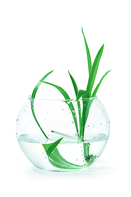 포토 JPG 해외이미지 식물 디자인 꽃 컨셉 잎 창조 사람없음 내부 장식 물 꽃병 우아함 크리스탈 수족관 해외포토 자연요소 광석 파일형식 이미지허브