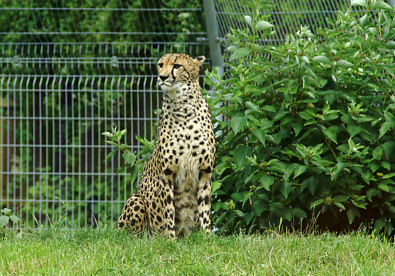 포토 JPG 해외이미지 주간 한마리 야생동물 자연 나뭇잎 동물원 사람없음 야외 아웃포커스 맹수 풀숲 치타 남아프리카 보츠와나 해외포토 자연요소 동물 1 잎 포유류 아프리카 촬영기법 숲 생태계 파일형식 이미지허브