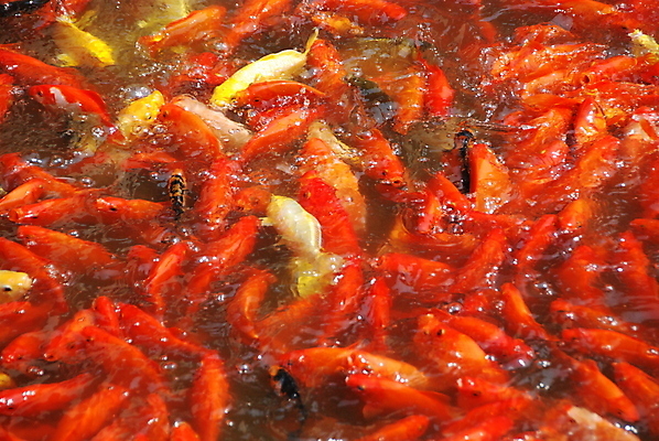 포토 JPG 해외이미지 어류 사람없음 빨간색 물 노란색 금붕어 해외포토 자연요소 컬러 수중동물 파일형식 이미지허브