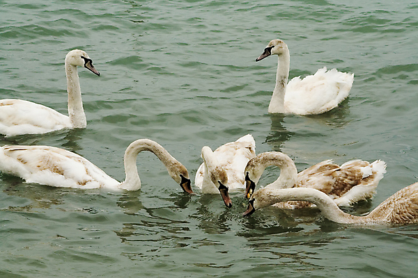 포토 JPG 해외이미지 물결 빵 바다 날개 조류 사람없음 물 수영 흰색 떨어짐 먹기 꼬리 부리 백조 분무기 목 계산서 수유 해외포토 자연요소 동물 음식 컬러 컨셉 모션 신체부위 수상스포츠 파일형식 이미지허브
