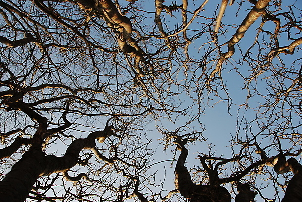 포토 JPG 해외이미지 나무 겨울 사람없음 파란색 갈색 검은색 막대기 해외포토 식물 계절 컬러 파일형식 이미지허브