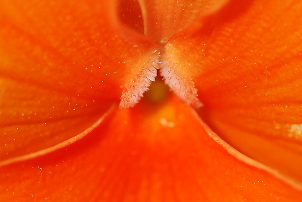 포토 JPG 해외이미지 꽃 오렌지 사람없음 힘 닫기 제비꽃 해외포토 식물 과일 모션 파일형식 이미지허브