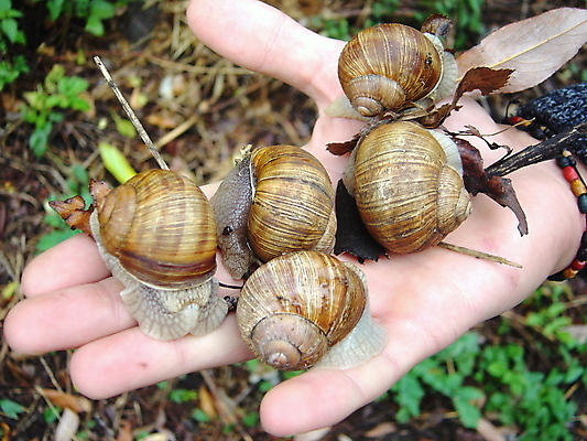 포토 JPG 해외이미지 손 자연 소년 사람없음 숲 덮기 생태학 해외포토 교육 남자 어린이 모션 신체부위 생태계 파일형식 이미지허브