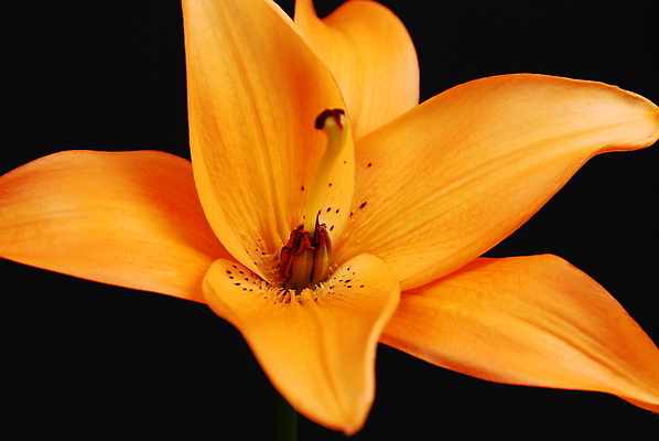 포토 JPG 해외이미지 꽃 사람없음 노란색 검은색 클래식 백합 해외포토 식물 컬러 컨셉 파일형식 이미지허브