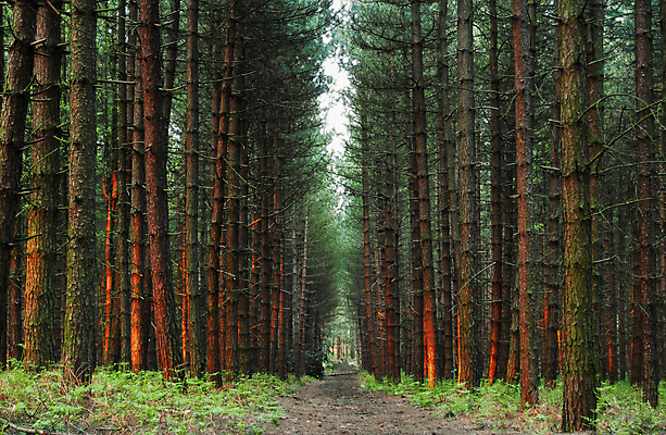 포토 JPG 해외이미지 나무 길 줄기 백그라운드 자연 휴식 사람없음 목재 초록색 태양 일몰 봄 펼침 거래 나뭇가지 소나무 숲 오솔길 내추럴 해외포토 자연요소 식물 계절 컬러 컨셉 재료 모션 노을 생태계 파일형식 이미지허브