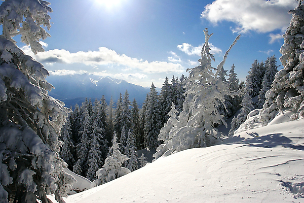 포토 JPG 해외이미지 나무 여행 겨울 자연 하늘 휴가 산 사람없음 파란색 빛 햇빛 태양 뷰티 얼음 추위 흰색 신선 소나무 숲 가루 상록수 침엽수 탐사 전나무 눈보라 공터 내추럴 깊이 묘목 삼나무 절정 가문비나무 카피스페이스 해외포토 자연요소 식물 계절 컬러 눈_날씨 공백 생태계 파일형식 이미지허브