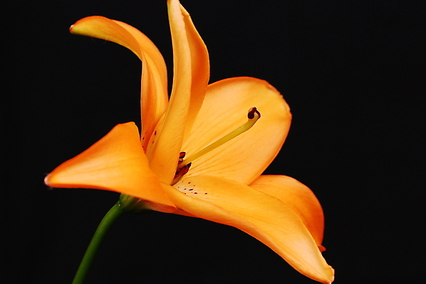 포토 JPG 해외이미지 꽃 사람없음 노란색 검은색 클래식 백합 해외포토 식물 컬러 컨셉 파일형식 이미지허브