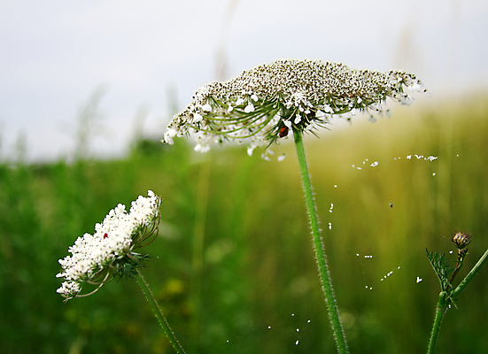 포토 JPG 해외이미지 모양 동물 1 디자인 꽃 야생동물 곤충 백그라운드 패턴 밭 절지류 곡선 인터넷 채소 자연 프레임 초원 사람없음 장식 초록색 환경 정원 웹 봄 원형 그물 황금 연결 작음 무서움 디자이너 실크 묘사 거미 개성 기하학 송곳니 인내 전경 해외포토 도형 식물 직업 계절 감정 선 컬러 무늬 농업 풍경 직물 치아 크기 생태계 파일형식 탑뷰 이미지허브