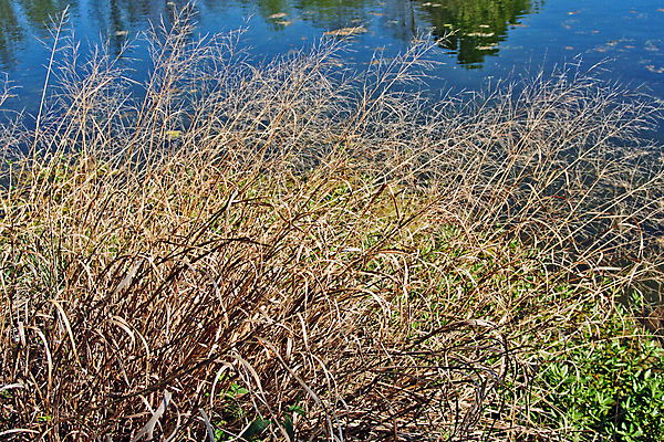 포토 JPG 해외이미지 식물 계절 줄기 백그라운드 밭 농업 자연 추상 사람없음 초록색 물 농장 환경 봄 성장 신선 칼날 밀 유기농 내추럴 생태학 해외포토 자연요소 웰빙 교육 산업 컬러 무늬 곡류 생태계 파일형식 이미지허브