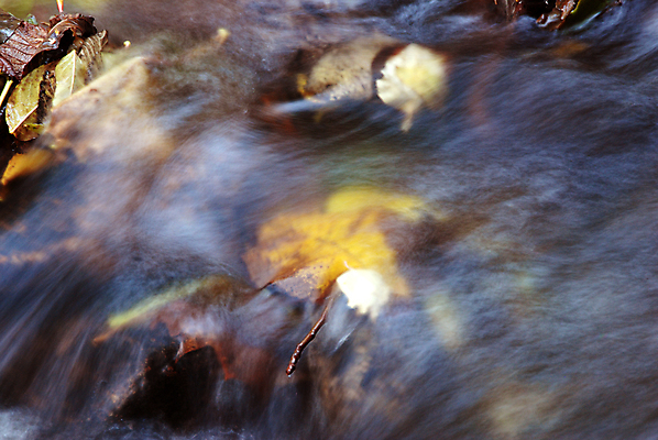 포토 JPG 해외이미지 잎 사람없음 물 강 노란색 가을 해외포토 자연요소 식물 계절 컬러 파일형식 이미지허브