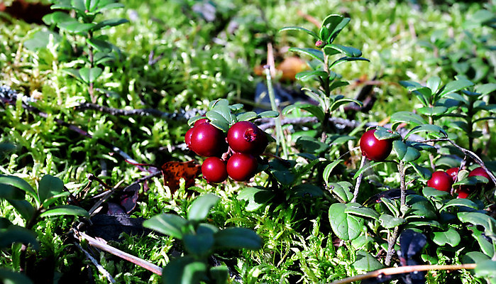 포토 JPG 해외이미지 식물 계절 열매 자연 이끼 사람없음 야외 빨간색 숲 블루베리 월귤 해외포토 컬러 과일 생태계 파일형식 이미지허브