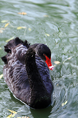 포토 JPG 해외이미지 동물 전통 호수 2 날개 자연 조류 사랑 미술 사람없음 옆모습 물 빛 강 뷰티 약 반사 평화 수영 침묵 거울 자유 흰색 연못 인사 원주민 우아함 인쇄 심볼 순수 깃털 오브젝트 싱글 약속 백조 장면 동쪽 단아함 우화 접기 해외포토 자연요소 감정 뷰포인트 컬러 컨셉 의학 모션 문화예술 소리 수상스포츠 예절 아프리카인 방향 생태계 파일형식 이미지허브