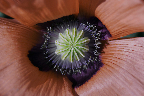 포토 JPG 해외이미지 모양 식물 꽃잎 꽃 백그라운드 꽃무늬 부분 실내 사람없음 야외 그래픽 장식 빨간색 노란색 정원 봄 성장 벚꽃 센터 닫기 큼 그늘 심볼 묘사 싱글 질감 꽃가루 이국적 해외포토 계절 컬러 무늬 모션 내부 크기 가루 파일형식 이미지허브