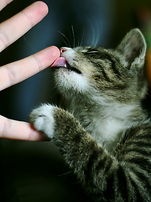 포토 JPG 해외이미지 동물 응시 얼굴 포즈 밭 손가락 자연 휴식 주택 건강 사람 사람없음 야외 반려동물 귀여움 고양이 달콤 핥기 작음 먹기 호기심 얼룩무늬 수의사 해외포토 손 시선 감정 컨셉 무늬 농업 포유류 모션 건물 신체부위 의사 맛 크기 생태계 파일형식 이미지허브