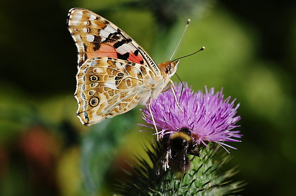 포토 JPG 해외이미지 동물 꽃 분홍색 나비 자연 사람없음 초록색 보라색 해외포토 식물 컬러 곤충 생태계 파일형식 이미지허브